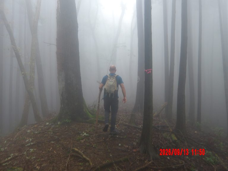 A person walking through a very foggy, creepy forest